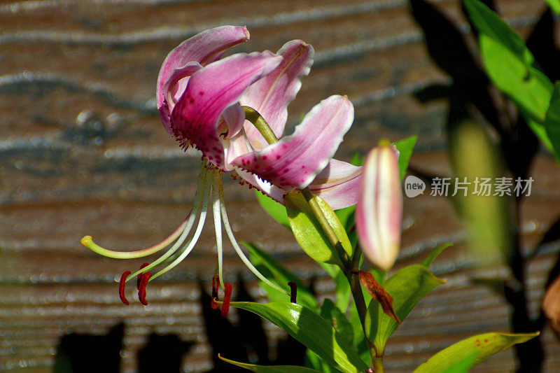 日本百合 / 百合花规格